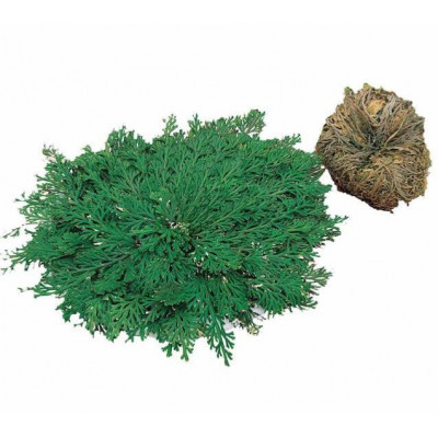 Rose de Jericho de Lucky reptile