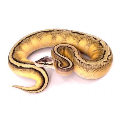 Python regius Super pastel génétique stripe mâle 2020 82559