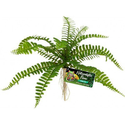 Fougère "Sword Fern" de Zoomed