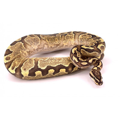 Python regius Enchi fire yellow belly mâle 2019 23299