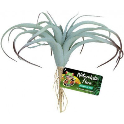 Plante "Tillandsia" de Zoomed