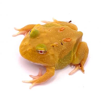 Ceratophrys cranwelli Pikachu