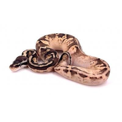 Python regius Pastel sugar mâle 6 NC 2021