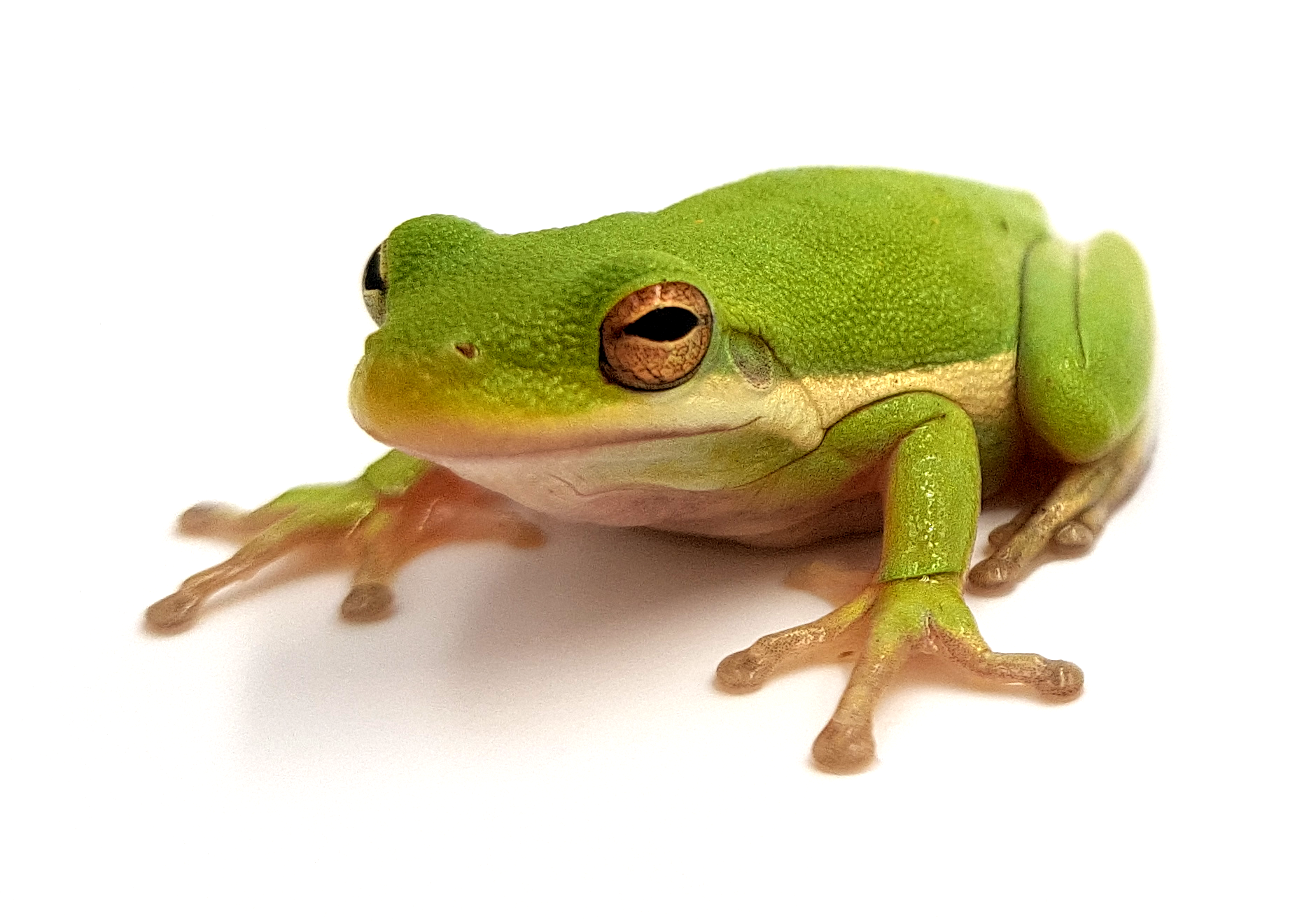 Hyla cinerea - Grenouille cendrée