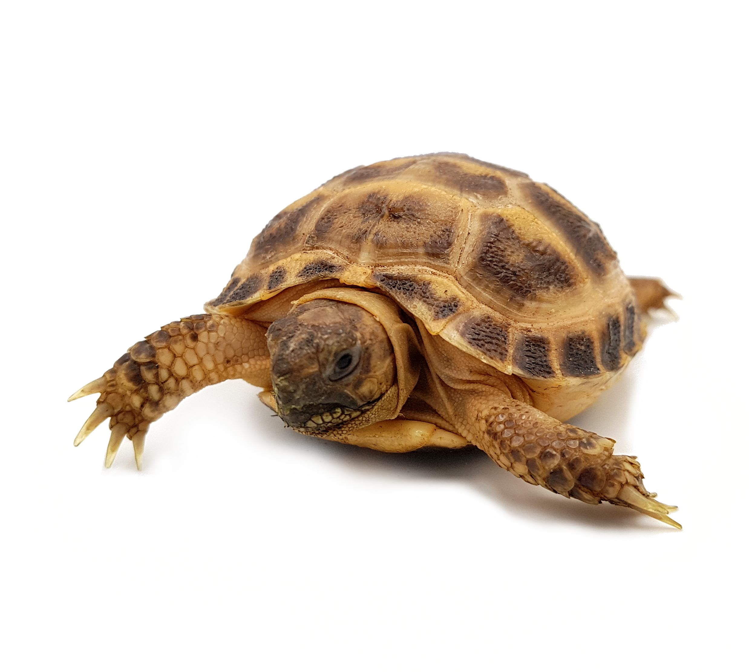 Tortue de Horsfield : Tout Savoir sur elle ! - Blog