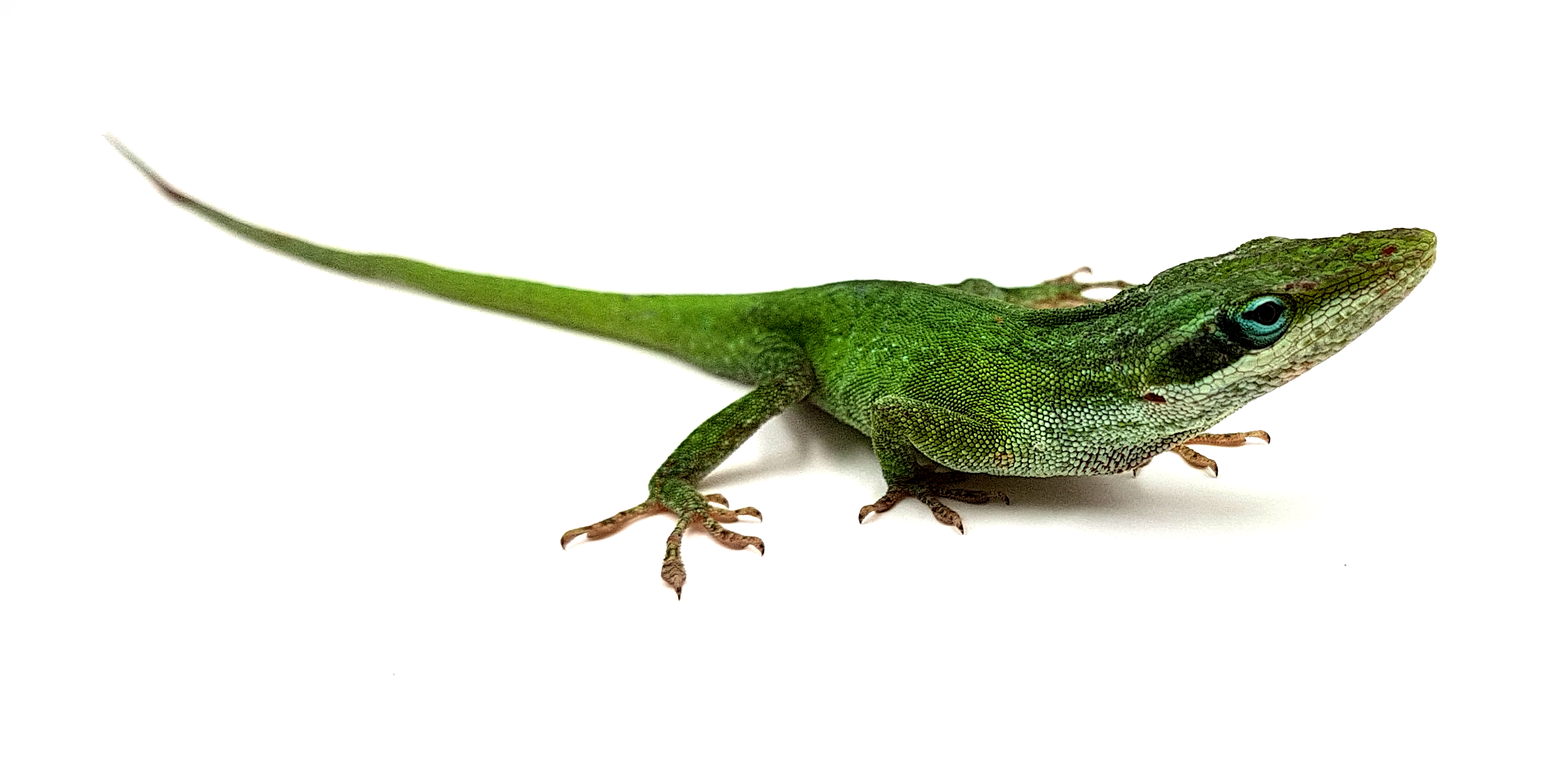 Anolis-carolinensis.png