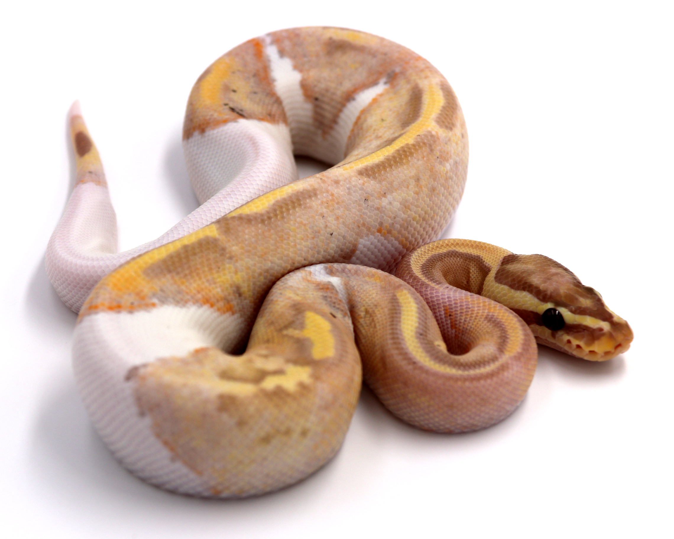 Python-regius-banana-piedbald-site.png