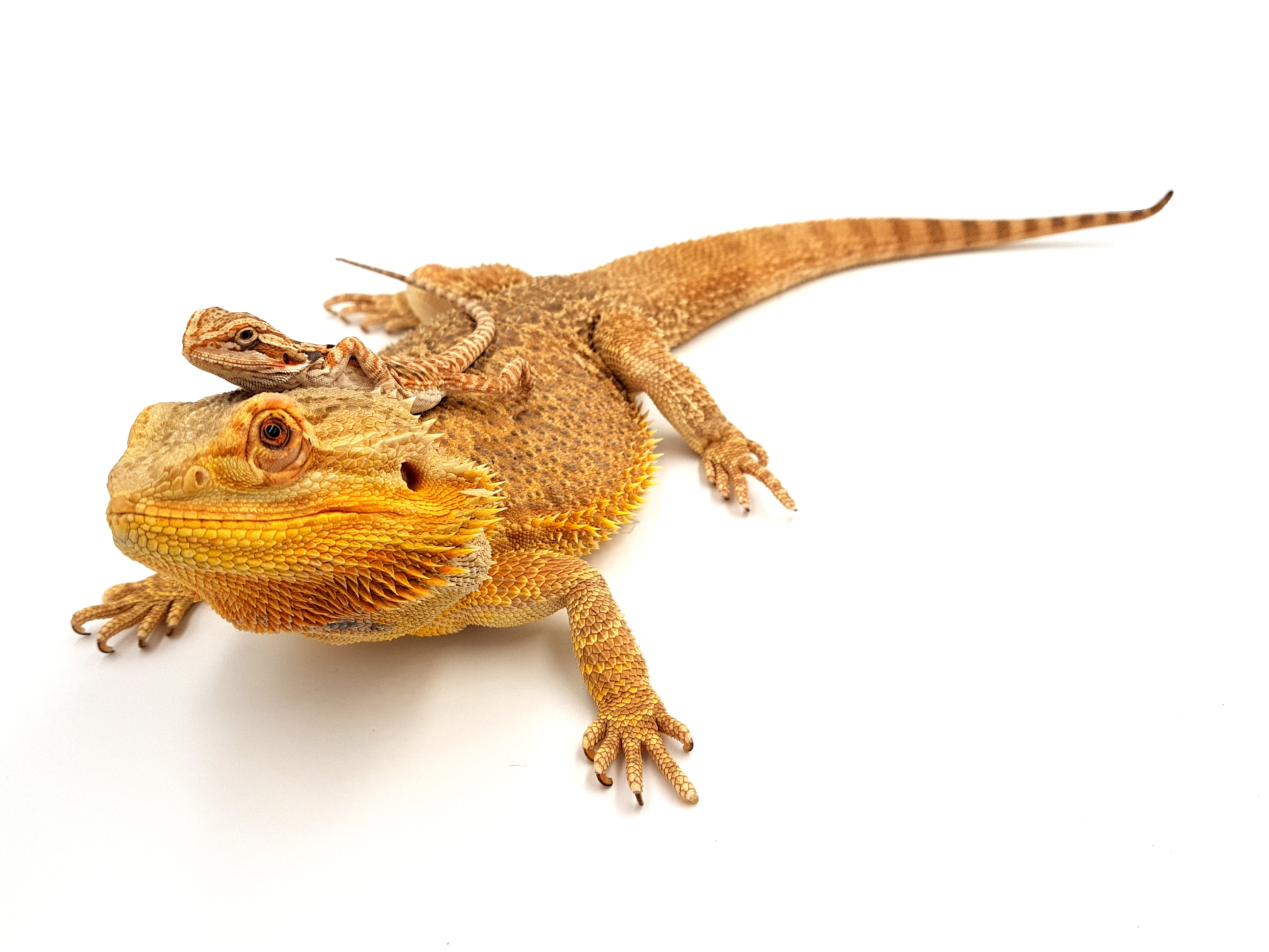 Pogona-vitticeps-duo.jpg