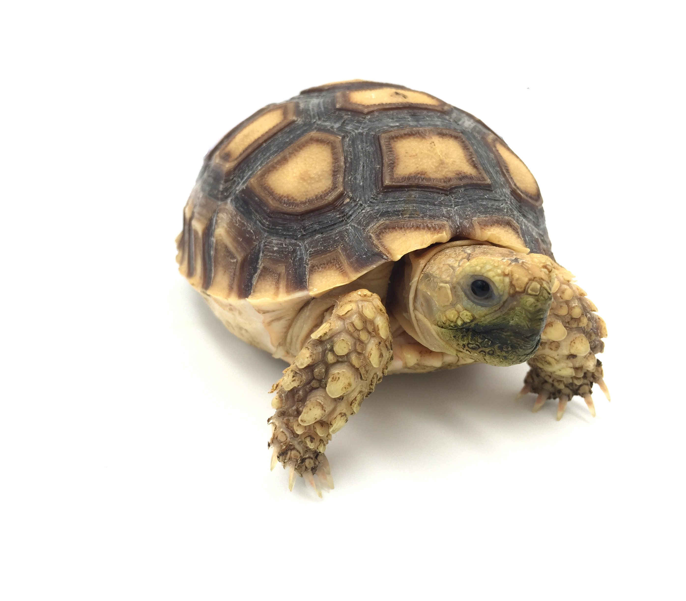 Centrochelys-sulcata.png
