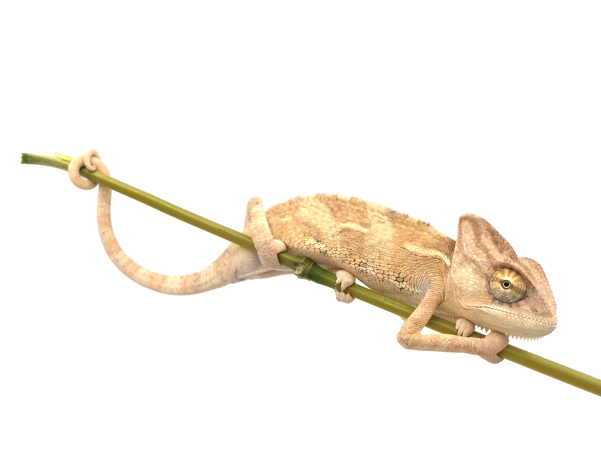 Chamaeleo-calyptratus.png