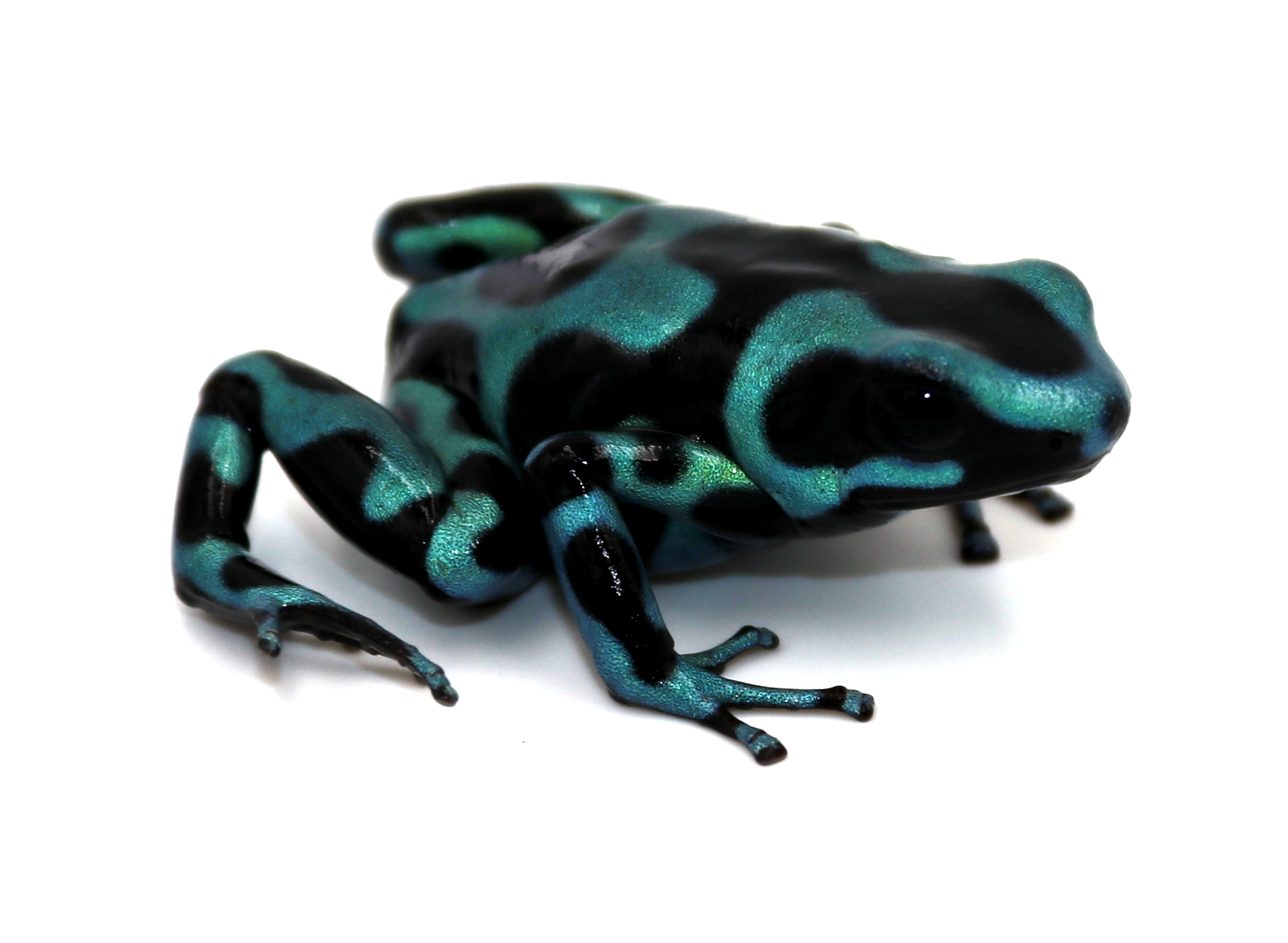 Dendrobates-auratus-panama-3.png