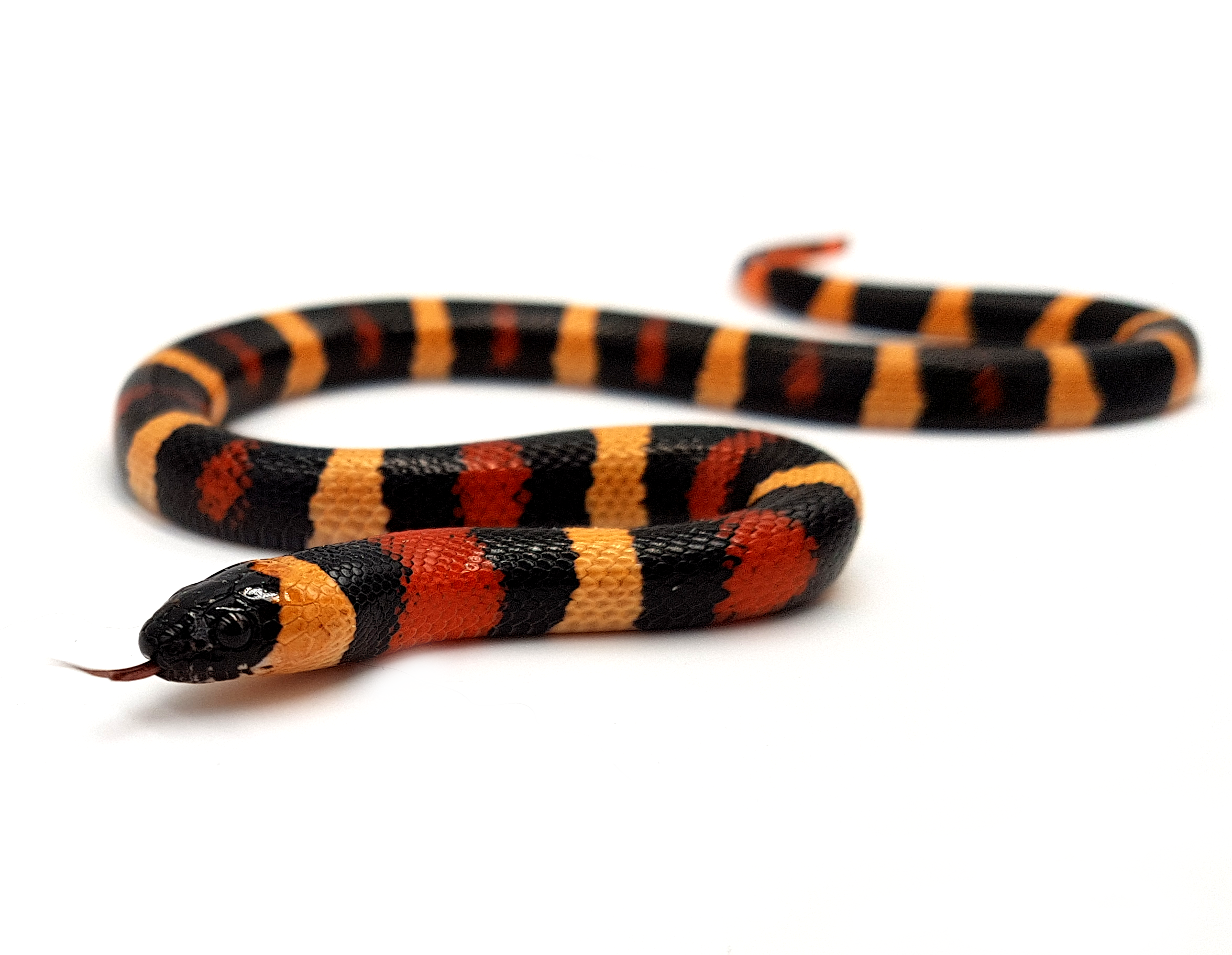 Lampropeltis-t-campbelli.png