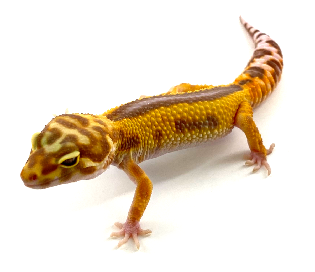 Eublepharis macularius Albinos Tremper reverse stripe ...