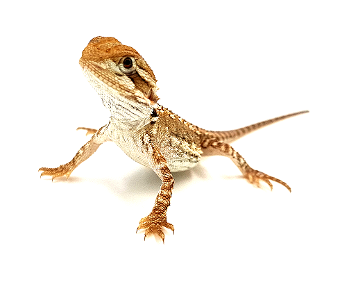 Pogona-henrylawsoni-bebe.png