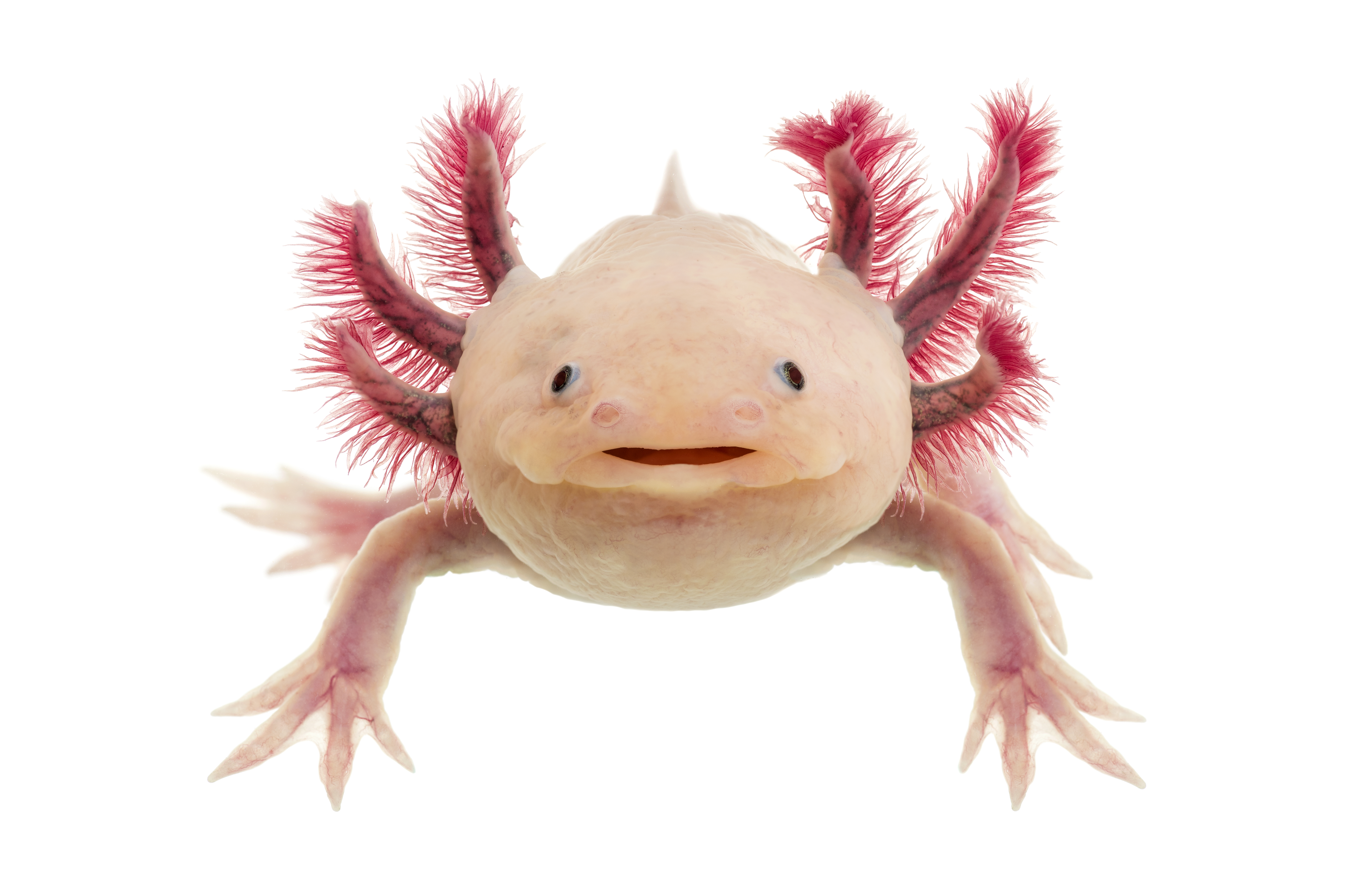 Tout savoir sur l'Axolotl