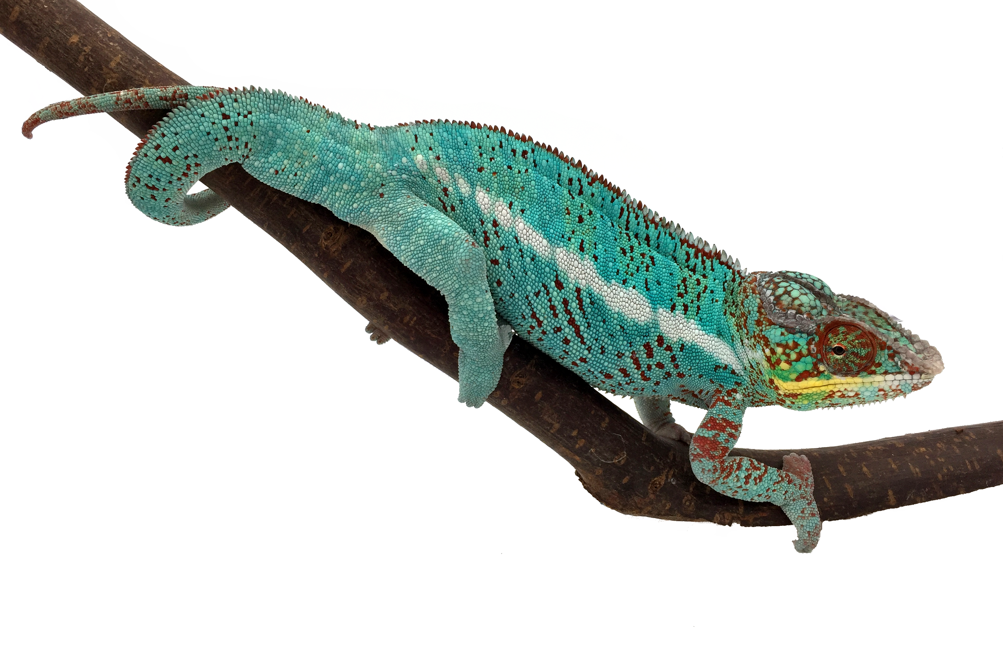 Furcifer-pardalis-Nosy-be-true-blue.png