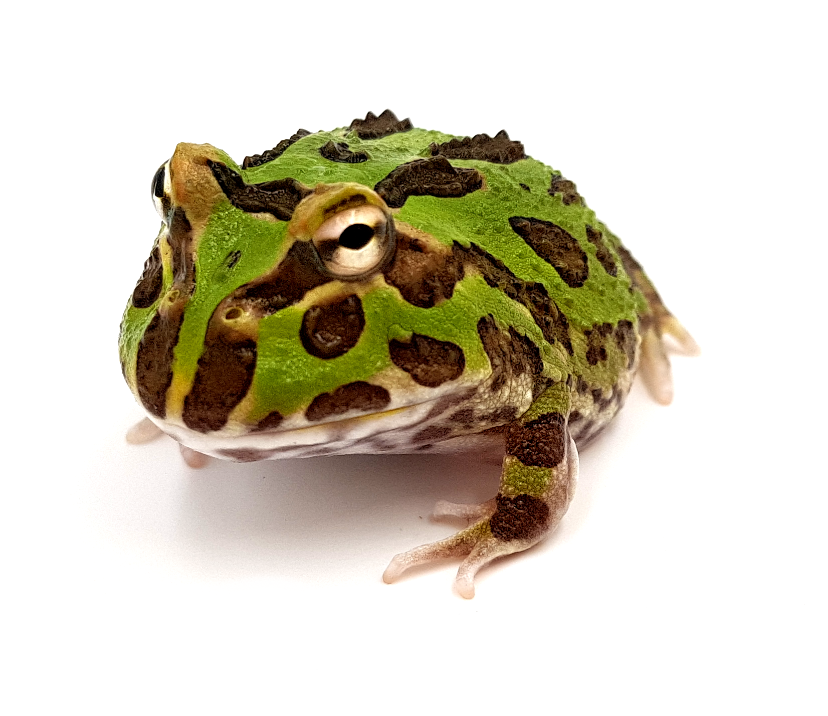 Ceratophrys-cranwelli-green.png
