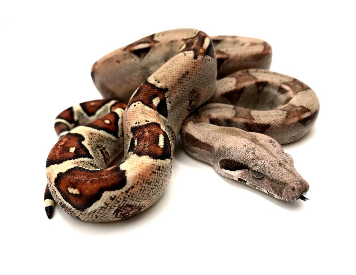 boa imperator vs boa constrictor imperator