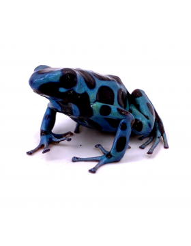 Dendrobates, grenouilles poison - REPTILIS