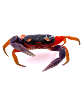 Crabes