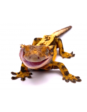 Geckos - Reptilis