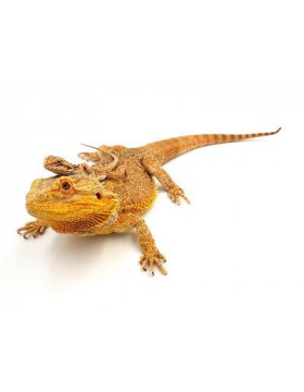 Dragon barbu, Pogona vitticeps - REPTILIS