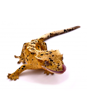 Geckos géants de Nouvelle-Calédonie, à crête et gargouille - Reptilis
