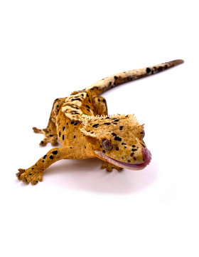 Geckos géants, à crête et gargouilles