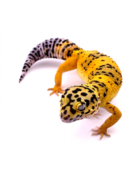 Gecko léopard - Reptilis