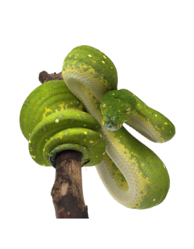 Morelia viridis, Python brongersmai, Antaresia - REPTILIS