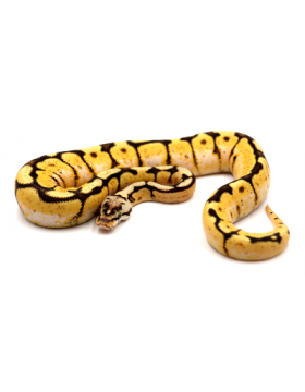 Python regius (Python royal), Piebald, Mojave, Champagne - REPTILIS