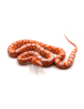 Serpents des blés Scaleless et het Scaleless