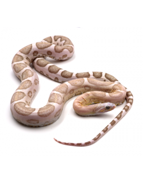 Pantherophis guttatus Scaleless (Serpent des blés sans écailles) - REPTILIS