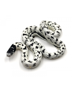 Lampropeltis getulus, triangulum, nigritus, mexicana, alterna - REPTILIS