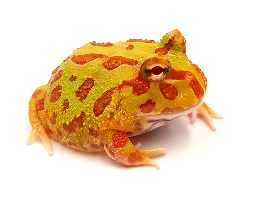 Ceratophrys-cranwelli-albinos-site.png
