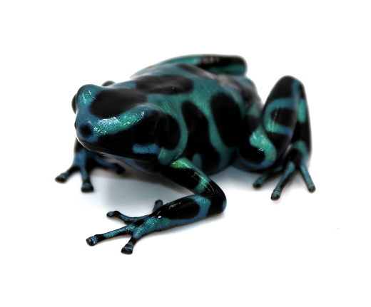 Dendrobates-auratus-panama-4-site.png