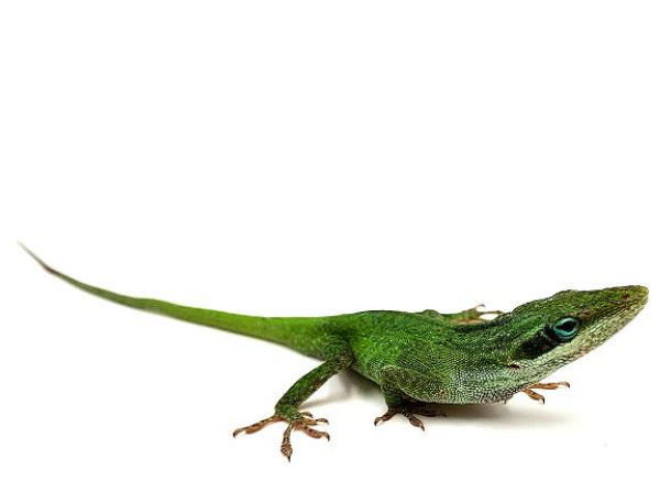 Anolis-carolinensis-site.png