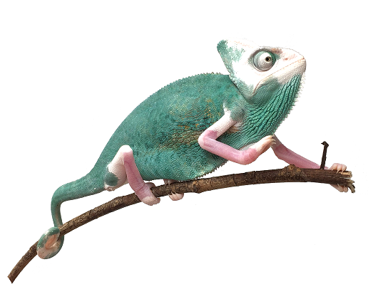 Chamaeleo-calyptratus-piebald-4-site.png