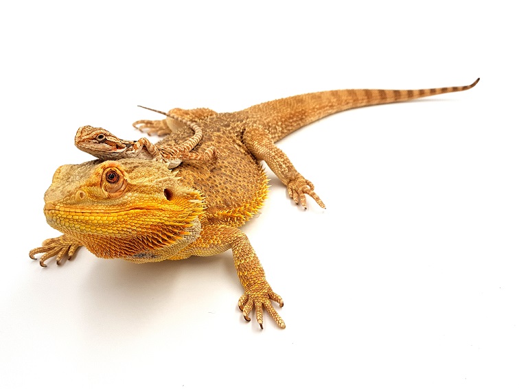 Pogona-vitticeps-duo-site.jpg