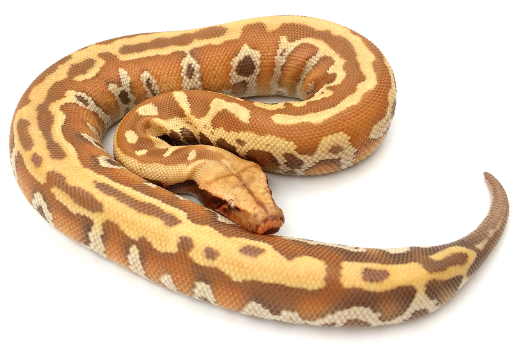 Python-brongersmai-albinos-T-site.png