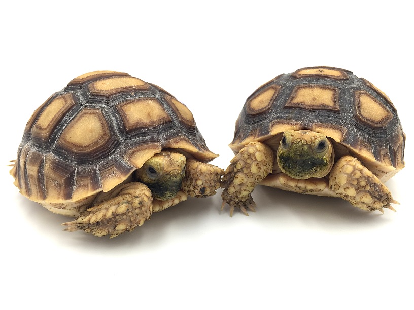 Centrochelys-sulcata-duo-site.jpg