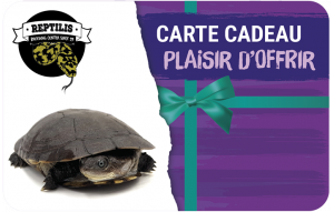 
			                        			Plaisir d'offrir tortue