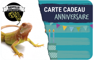 
			                        			anniversaire lézard