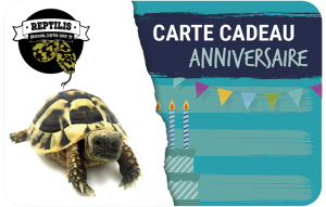 
			                        			anniversaire tortue