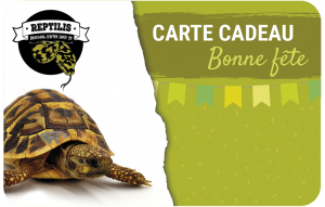 
			                        			fête tortue