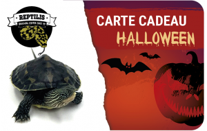 
			                        			halloween tortue