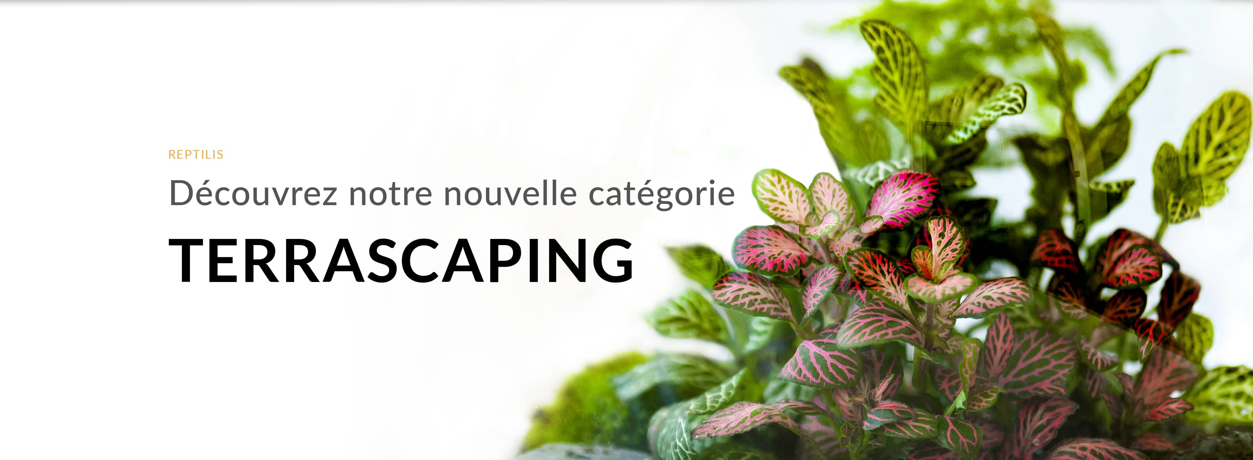 Découvrez notre nouvelle catégorie TERRASCAPING