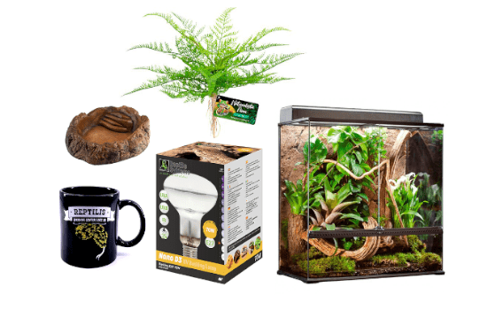 Terrariums végétaux - Livraison Paris et IDF – La Green Touch